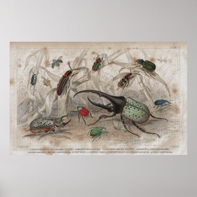 Beetle Antique Lithographic print (Front)