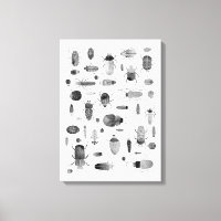 Beetle Black & White