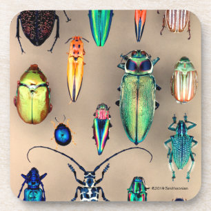 Beetle Collection Coaster