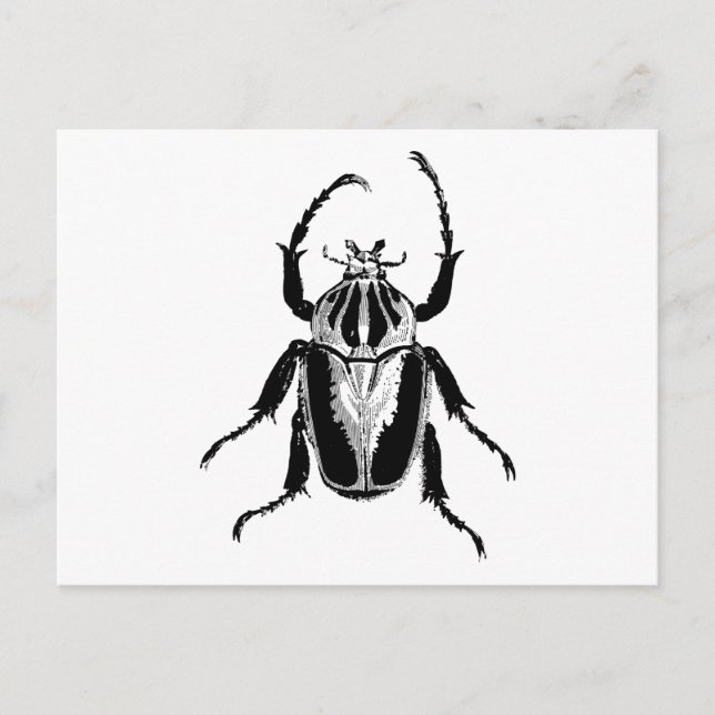Beetle Insect Bug Vintage Wood Engraving Postcard (Front)
