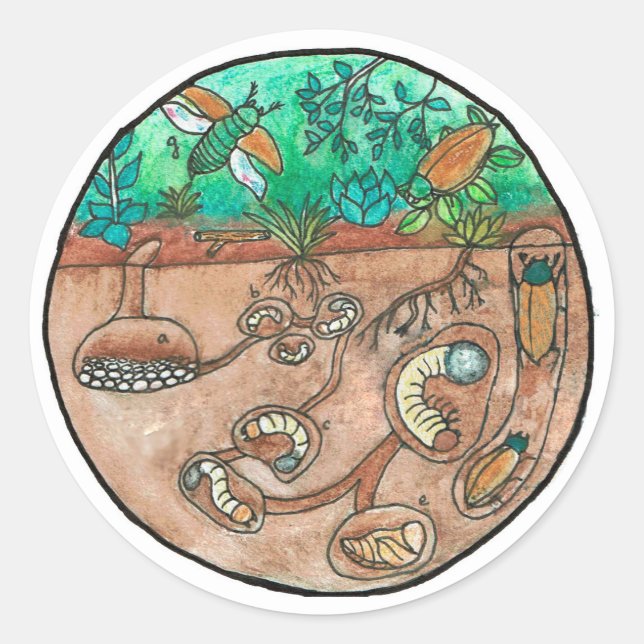 Beetle Life Cycle Sticker (Front)