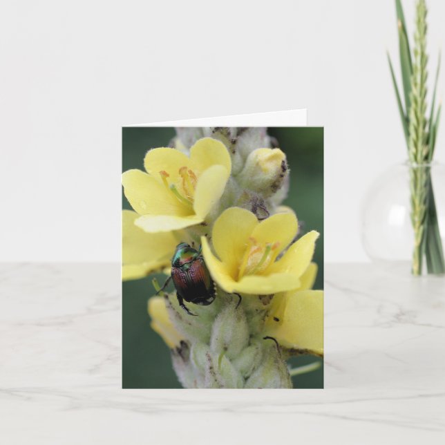 Beetle On Mullein Flower Photography  (Devant)