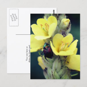 Beetle On Mullein Flower Photography  Postcard
