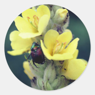 Beetle On Wild Mullein Flower Classic Round Sticker