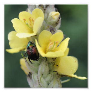 Beetle On Wild Mullein Flower Close Up 8x8 Photo Print