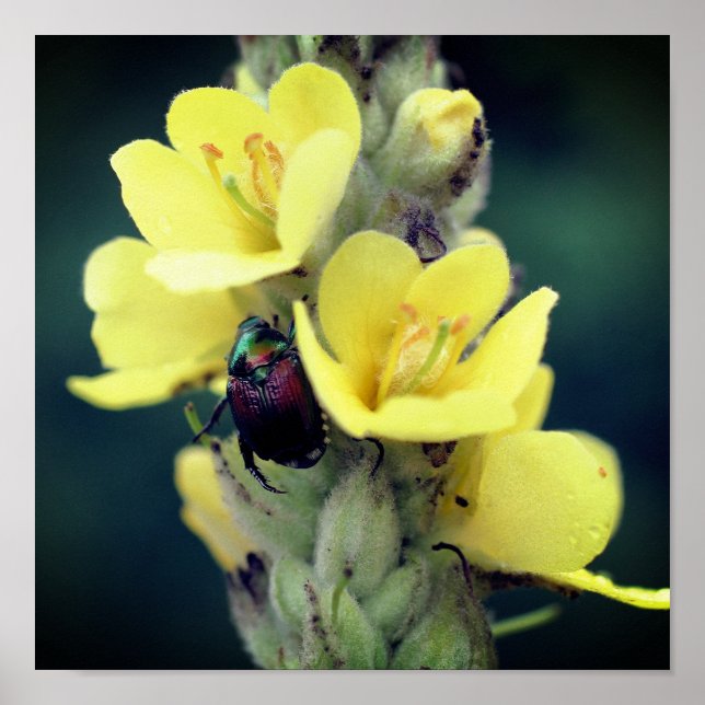 Beetle On Wild Mullein Flower Close Up Poster (Front)