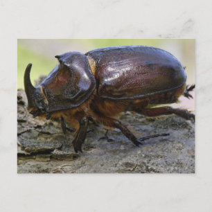 Beetle Postcard