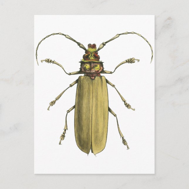 Beetle, Prionus Corticinus Postcard (Front)
