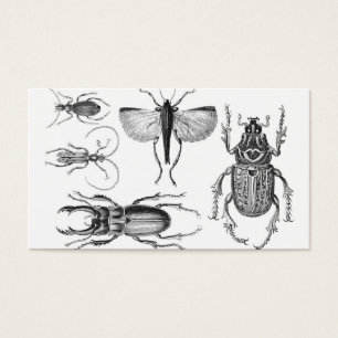 Beetles and Bugs