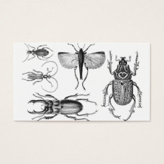 Beetles and Bugs