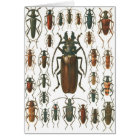 Beetles Beetles, so many beetles pattern picture.
