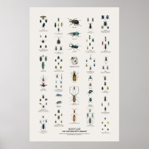 Beetles - Naturalist's Library Poster