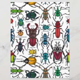 Beetles on white