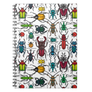 Beetles on white notebook