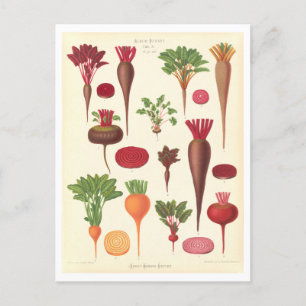 Beets Botanical Illustration from Seed Catalogue Postcard