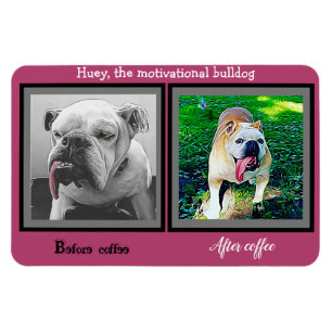 Before coffee after coffee funny bulldog magnet