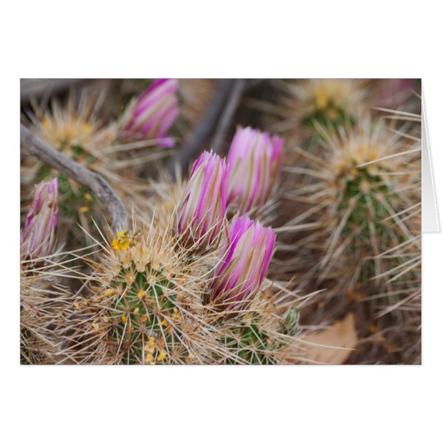 Before the blooms (Front Horizontal)