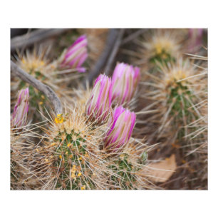 before the blooms photo print