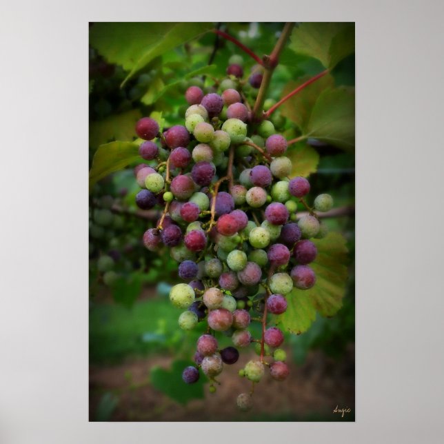 Before the wine poster (Front)