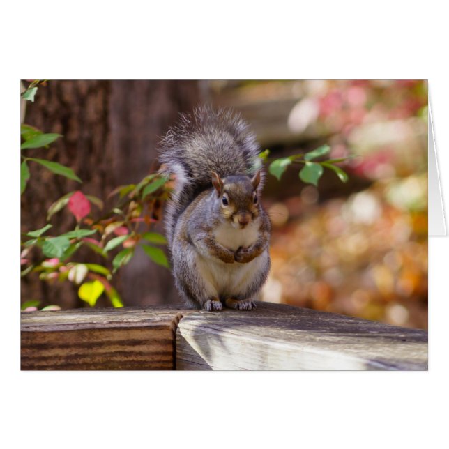 Begging Squirrel (Front Horizontal)