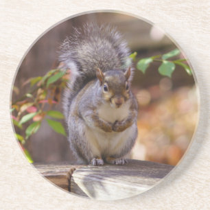 Begging Squirrel Coaster