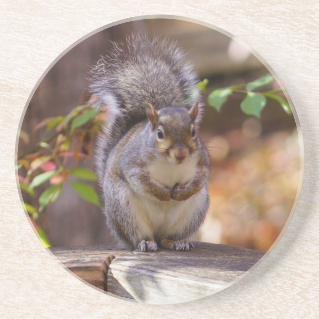Begging Squirrel Coaster (Front)
