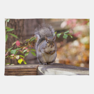 Begging Squirrel Kitchen Towel