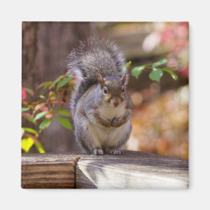 Begging Squirrel Magnet