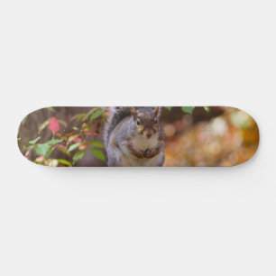 Begging Squirrel Skateboard