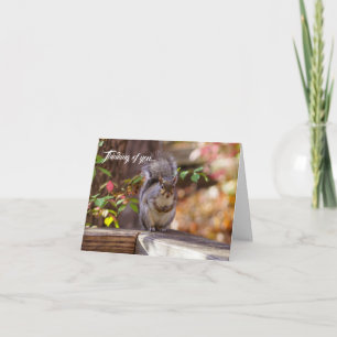 Begging Squirrel Thinking Of You Card