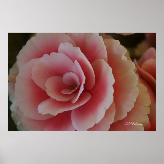 Begonia Beauty Poster (Front)