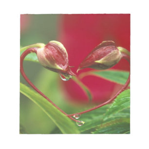 Begonia Buds in heart shape with drops . Credit Notepad