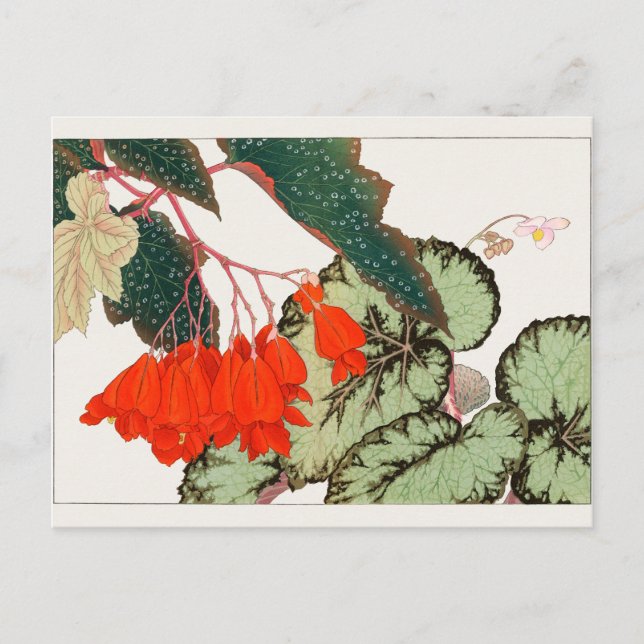 Begonia by Tanigami Konan Postcard (Front)
