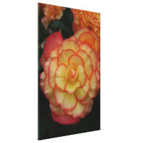 Begonia Stretched Canvas Print
