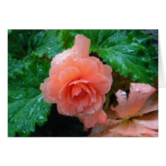Bégonia couleur pêche