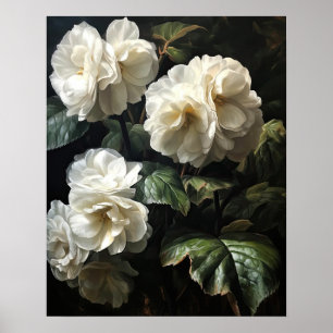 Bégonia Fleurs blanches Poster d'impression