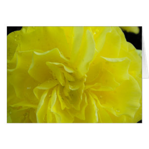 Begonia flowers,海棠