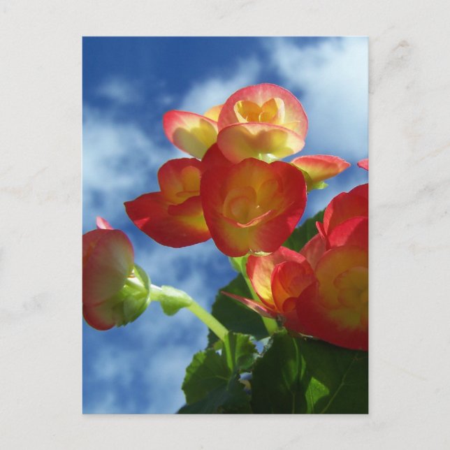 Begonia Flowers Postcard (Front)
