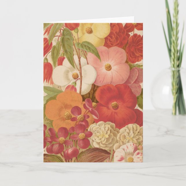 Begonia | George Nicholson Card (Front)