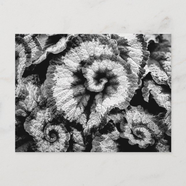 Begonia leaves in black and white postcard (Front)