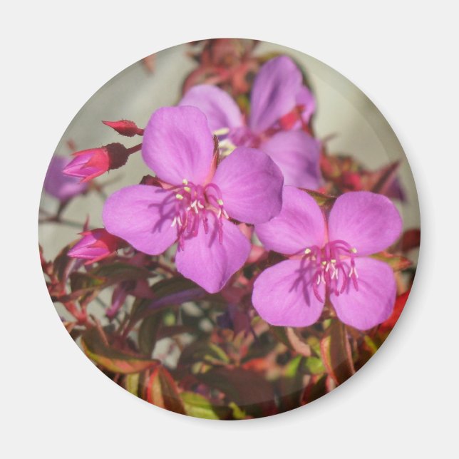 Begonias magnet (Front)