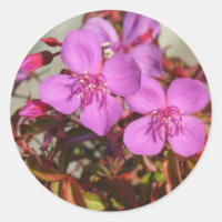 Begonias stickers