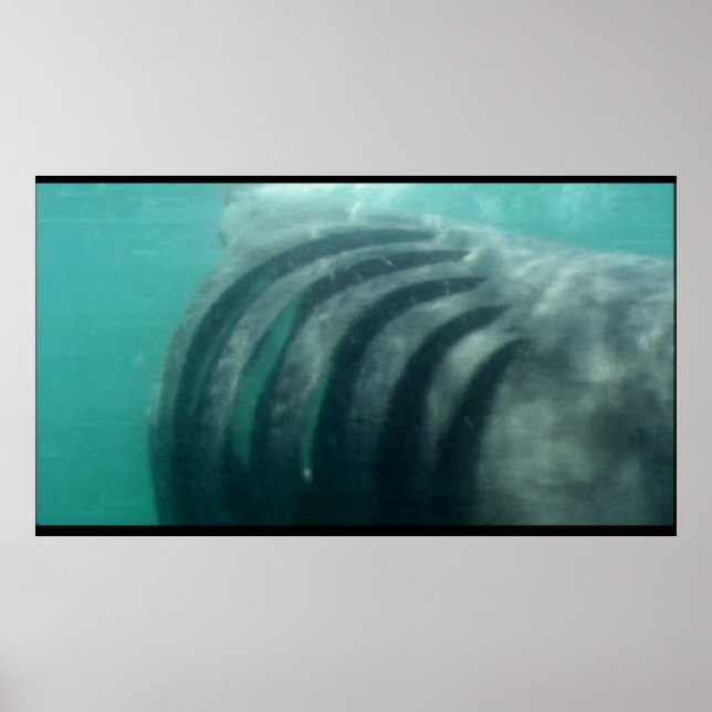 behind a shark poster (Front)