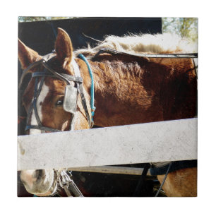 Behind the Fence Amish Horse Tile
