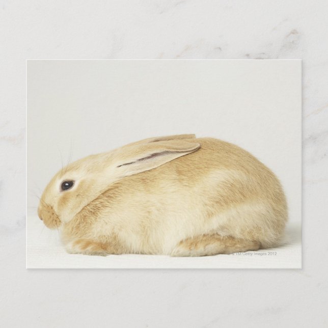 Beige bunny rabbit on white background 4 postcard (Front)
