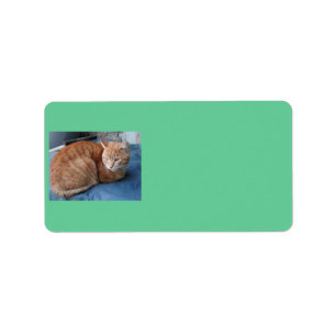 Beige Cat Address Label