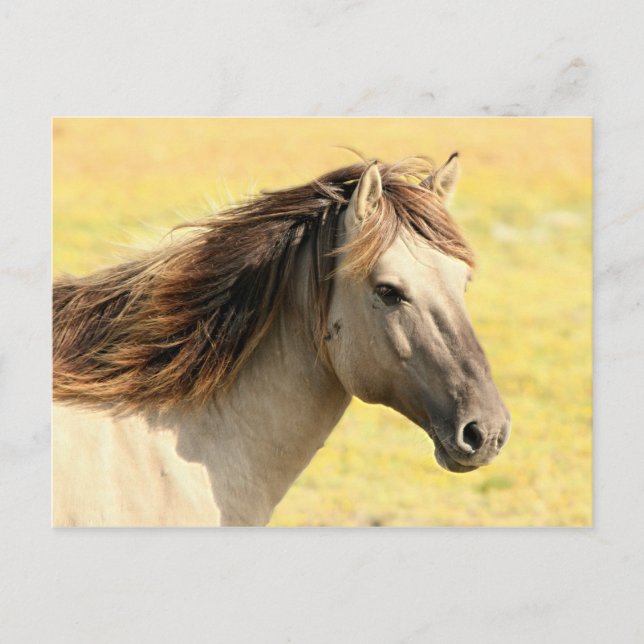 Beige Horse Profile Postcard (Front)