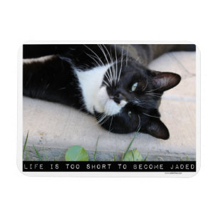 Being Jaded Encouraging Cat Advice Slogan Magnet