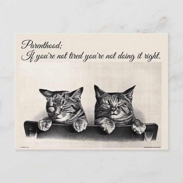 Being Tired and Being a Parent, Sleepy Cats Postcard (Front)