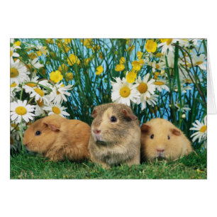 Bel Hamsters 35
